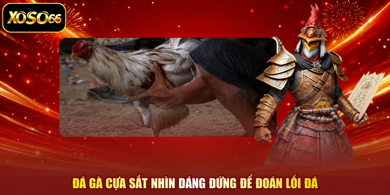 Đá gà cựa sắt nhìn dáng đứng để đoán lối đá